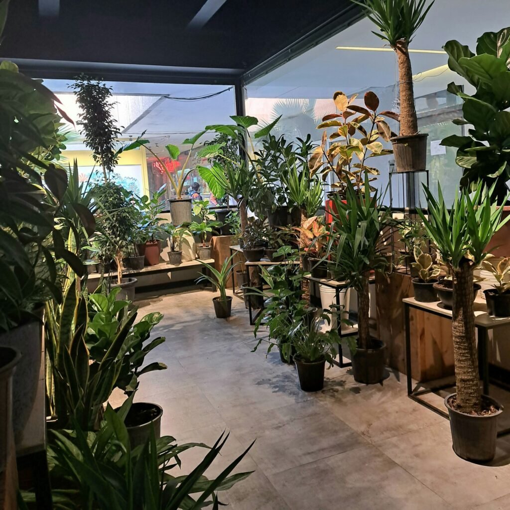 plant nursery